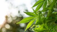 Las 'apps' de venta de marihuana prohibidas en Google