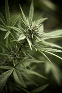 La marihuana afecta seriamente la capacidad mental