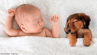Las mascotas previenen las alergias en bebés