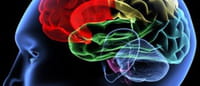 Desarrollan un hidrogel que hace transparente el cerebro