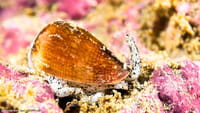 El veneno de un caracol, nuevo analgésico