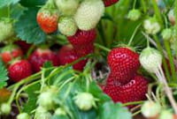 Encuentran propiedades nutritivas y antioxidantes en los raíces y hojas de las fresas silvestres