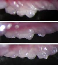 Dientes de laboratorio que crecen tras implantarse en la mandíbula