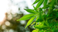Hipertensión mortal por fumar marihuana