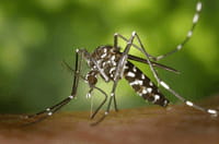 En unas semanas se sabrá si el Zika causa microcefalia