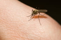Un implante subcutáneo contra los mosquitos que transmiten la malaria