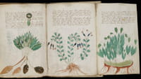 Descifrado el códice Voynich con IA