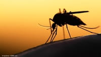 Mutaciones genéticas contra la malaria