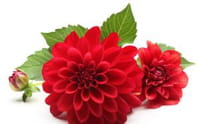 Dalia, una flor contra la diabetes