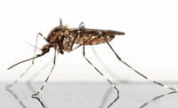 Controlar el mosquito para combatir el virus zika