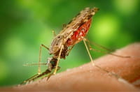 Así ataca el virus zika al feto