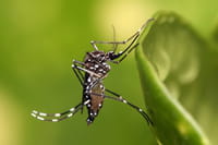Brasil liberará millones de mosquitos transgénicos contra el dengue