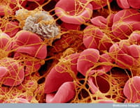 Investigadores logran programar las células madre que forman la sangre