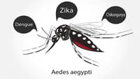 Una bacteria impide a los mosquitos transmitir el Zika