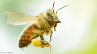 El veneno de abeja contra el párkinson