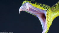 Alerta por escasez de veneno de cobra