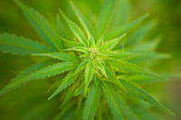 La marihuana no es inocua, advierte la principal funcionaria sanitaria de EE. UU.