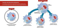 Encienden y apagan genes para combatir la leishmaniasis
