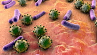 Perros cazadores de super bacterias