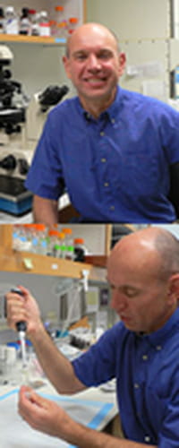 Buscaban un fármaco para combatir el cáncer y descubrieron un anticonceptivo masculino