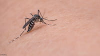 El dengue agresivo toma fuerza en Brasil