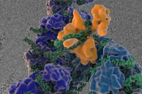 Descubren cómo se propaga el virus de la hepatitis C