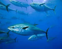 La amenaza ecológica que se oculta tras la creciente afición por comer sushi
