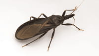 Muchas enfermedades tienen un origen animal