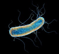 La flora intestinal se relaciona con la conducta y la memoria