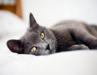 Las heces de gato puede ayudar a curar el cáncer