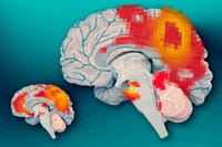 Los cerebros bilingües están mejor preparados para procesar información