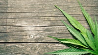 Relacionan esquizofrenia y marihuana