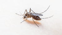 Virus zika, ¿una amenaza para los Juegos Olímpicos?